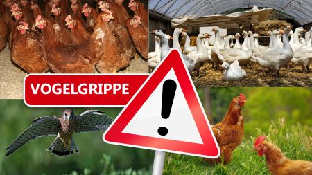 Schutz vor Geflügelpest, auch Vogelgrippe benannt: Alles Geflügel muss in den Stall (Montage, Fotos: © Die Fotografin /Fotolia, © boscopics /Fotolia, © Lianem / Fotlia, © davemhuntphoto /Fotolia)